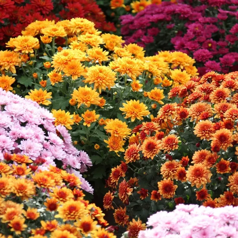Overlooking Mulch Benefits