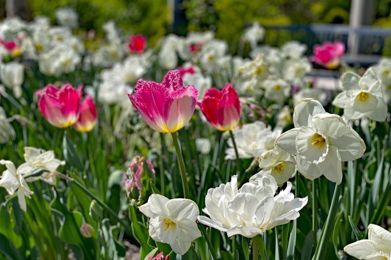 Morton Arboretum