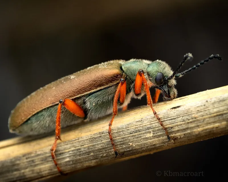 Blister Beetles