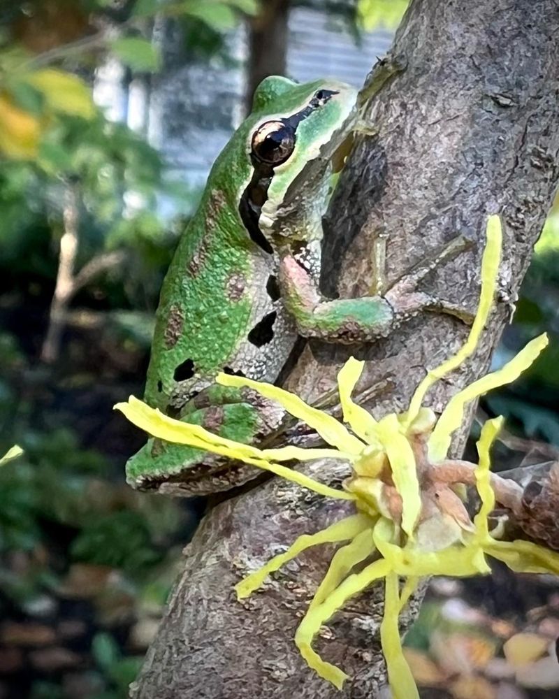 Pacific Chorus Frogs