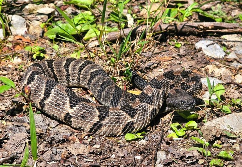 Timber Rattlesnakes In Remote Properties