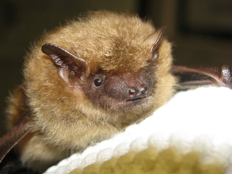 Bats: Misunderstood Nighttime Pest Controllers