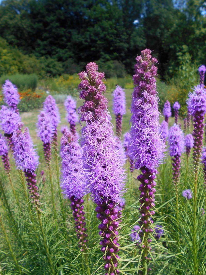 Liatris (Gayfeather)