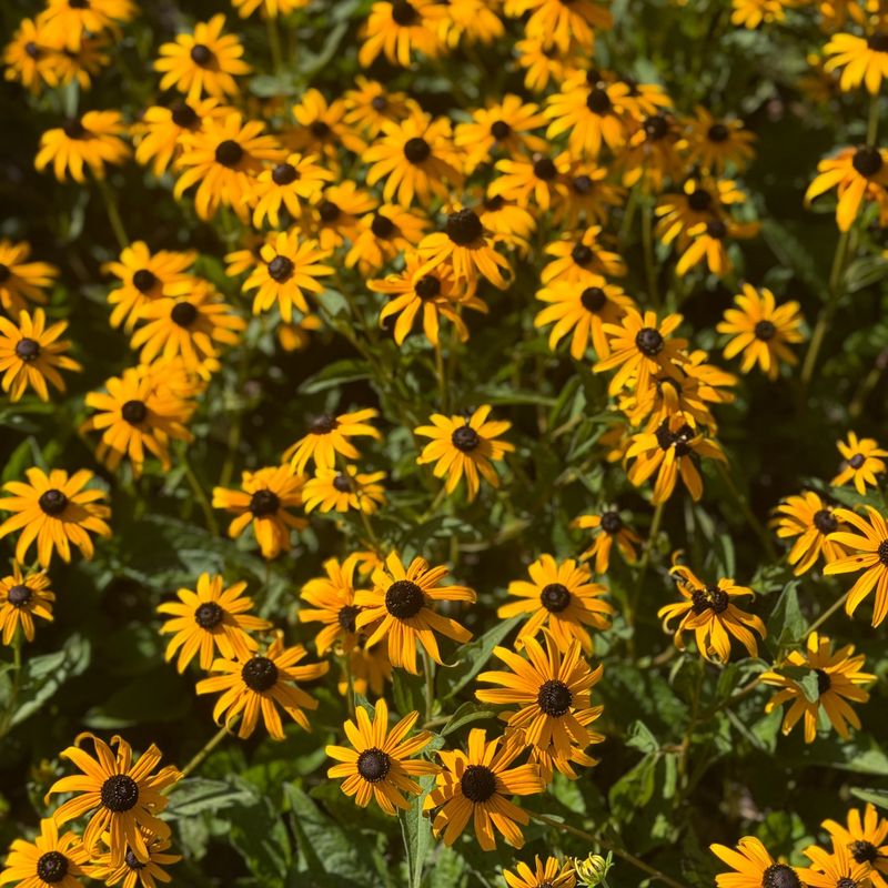 Black-Eyed Susans: Golden Attraction