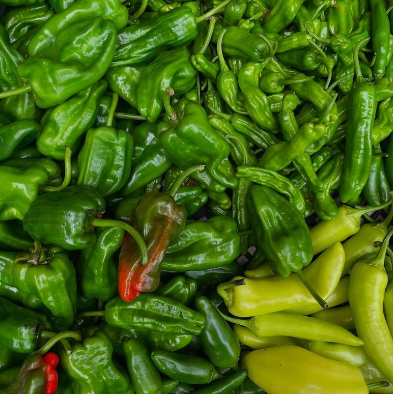 Chile Pepper Cultivation