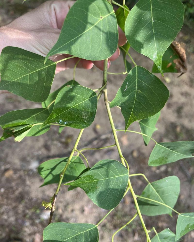Chinese Tallow: The Popcorn Tree Menace