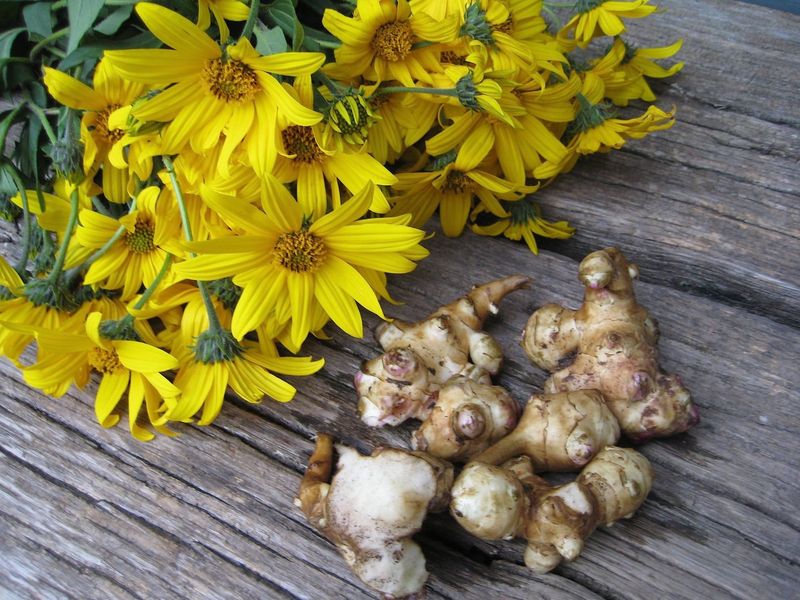 Sunchokes (Jerusalem Artichokes)