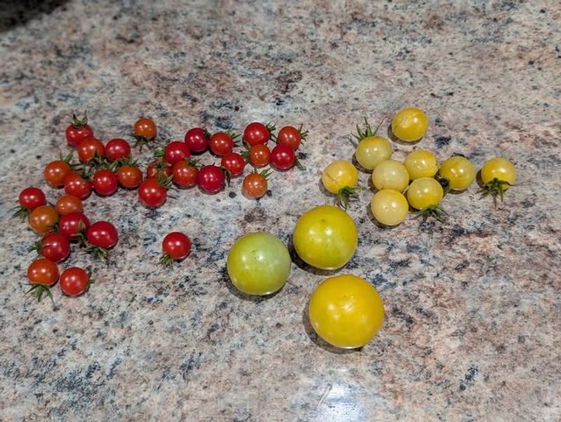 Mexican Midget Tomatoes
