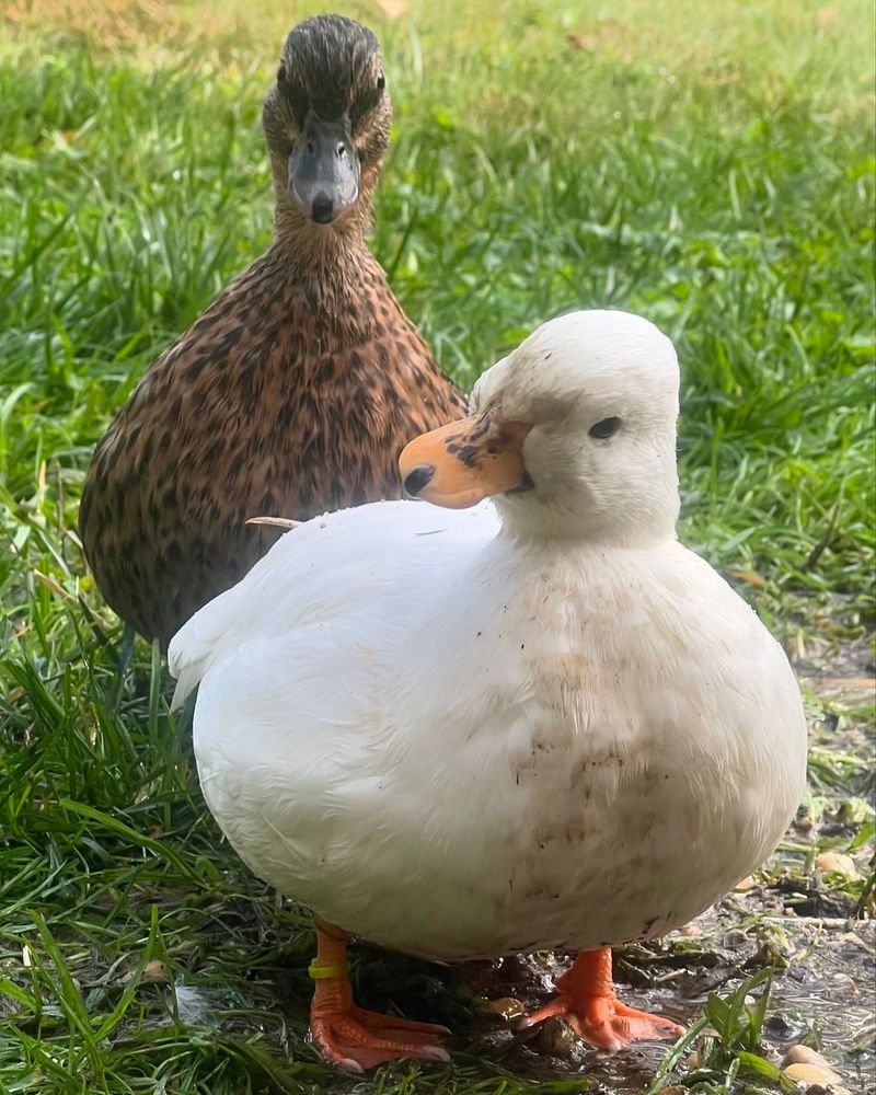 Call Ducks