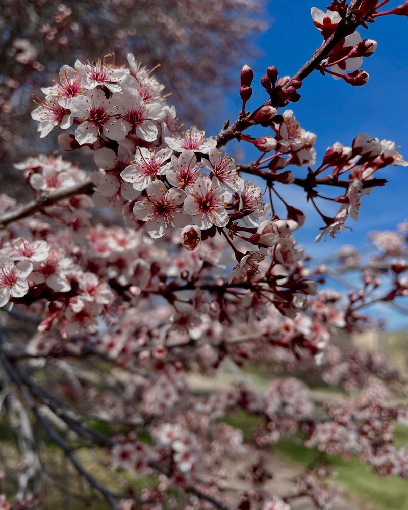 Cherry Blossom Retreats