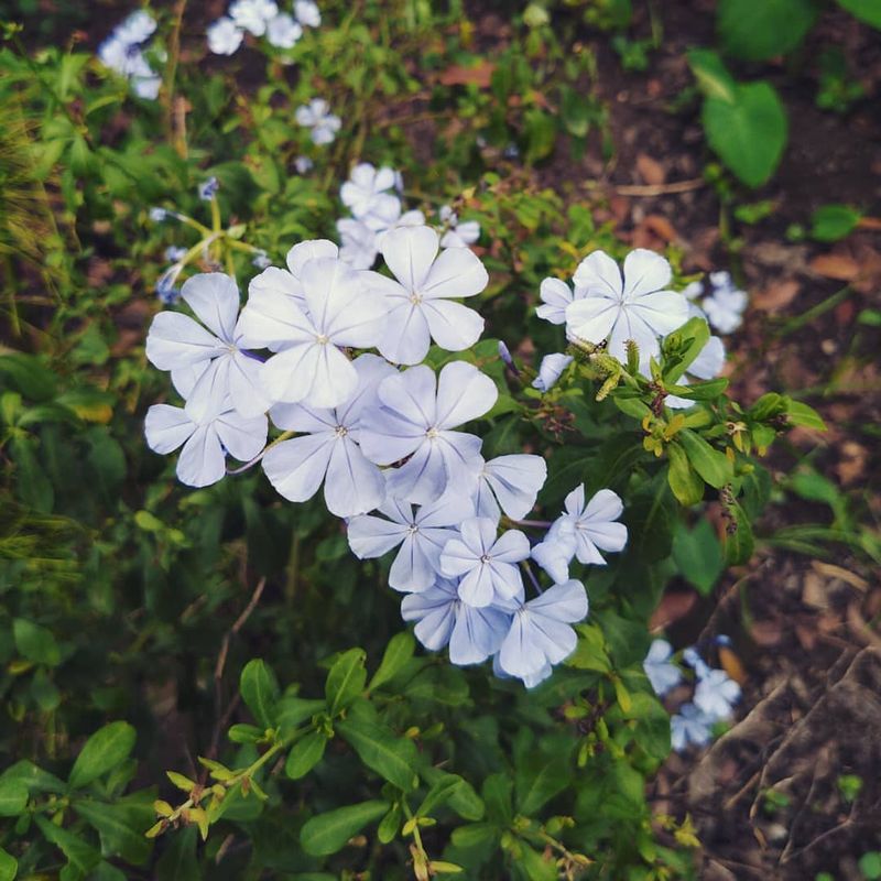 Dwarf Plumbago