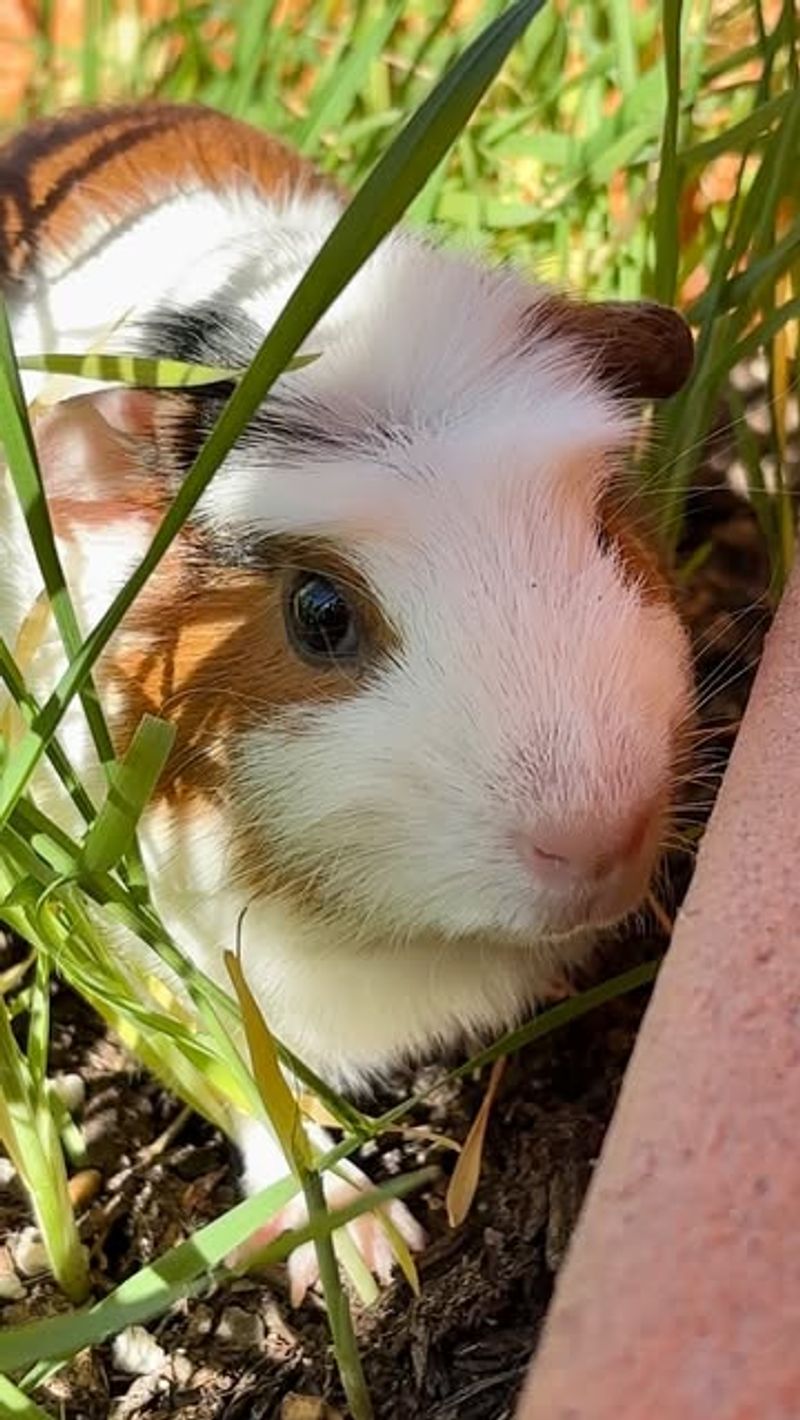 Guinea Pigs