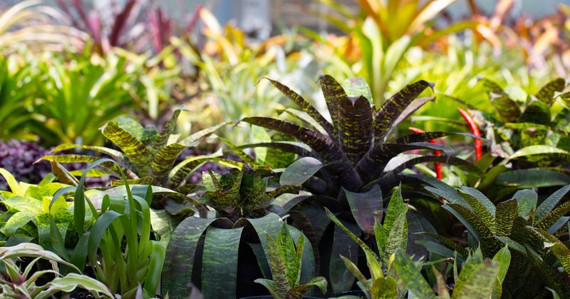 Como Park Conservatory