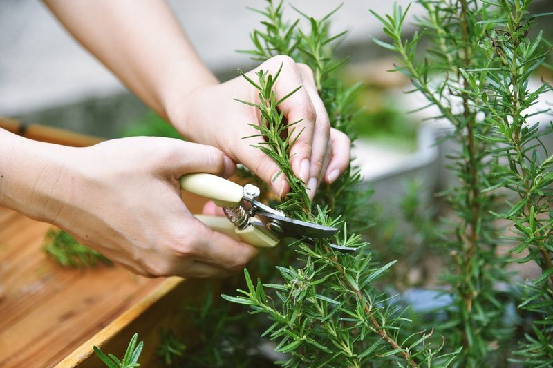 Rosemary: Shape For Winter Protection