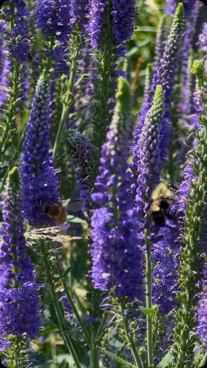 Lavender: Purple Protection
