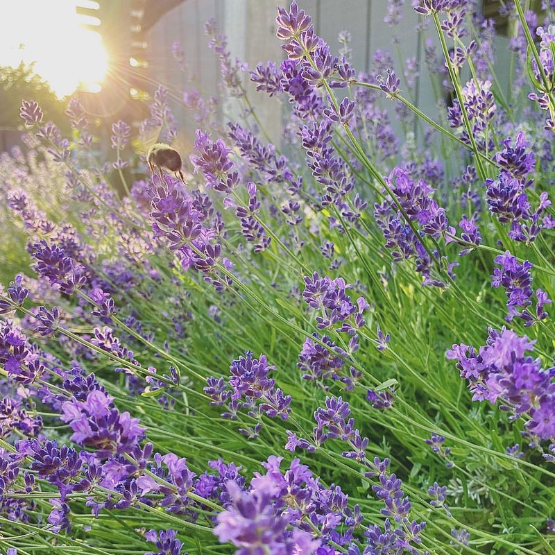 Lavender: Beautiful Purple Protection