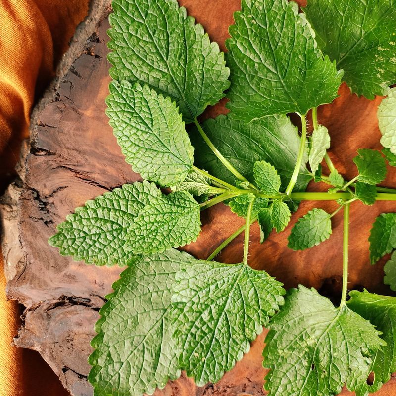 Lemon Balm's Surprising Strength