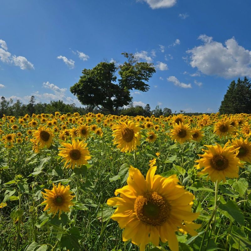 Sunflowers: Towering Shade Makers