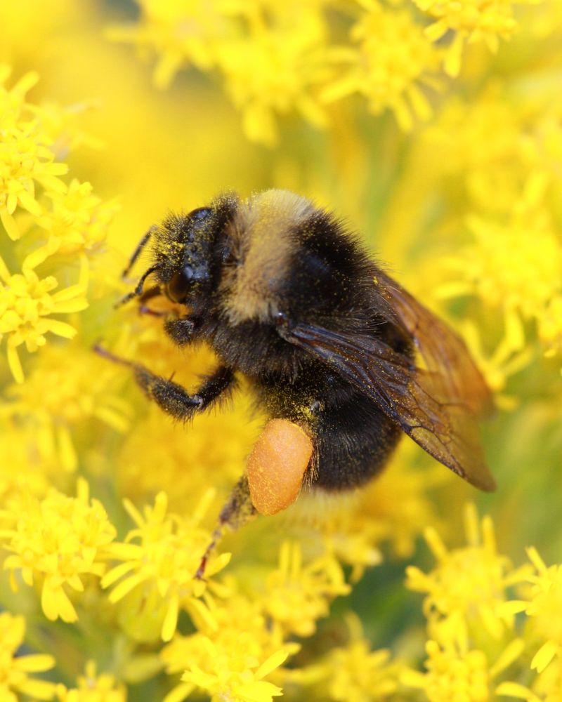 Native Bumblebees