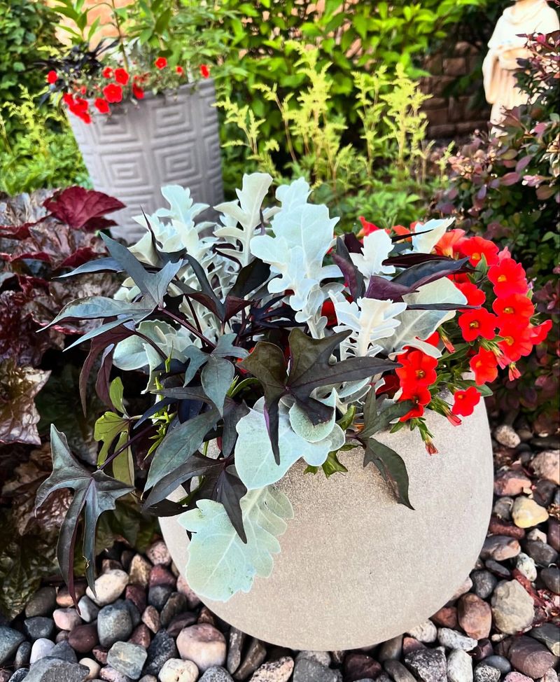 Sweet Potato Vine 'Blackie'