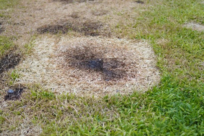 Forgetting Snow Mold Prevention