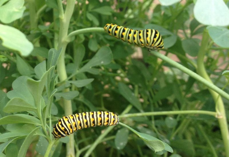 Overlooking Late Summer Pest Invasions