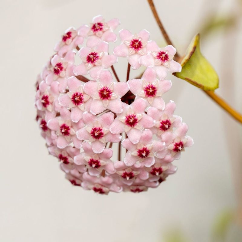 Hoya Plants: The Wax Flower Wonders