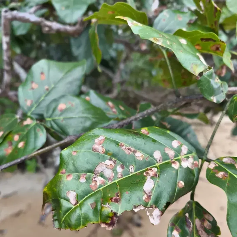 Leaf Disease Clusters