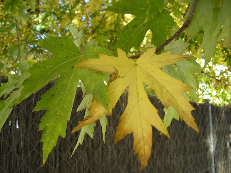 Silver Maple (Acer saccharinum)