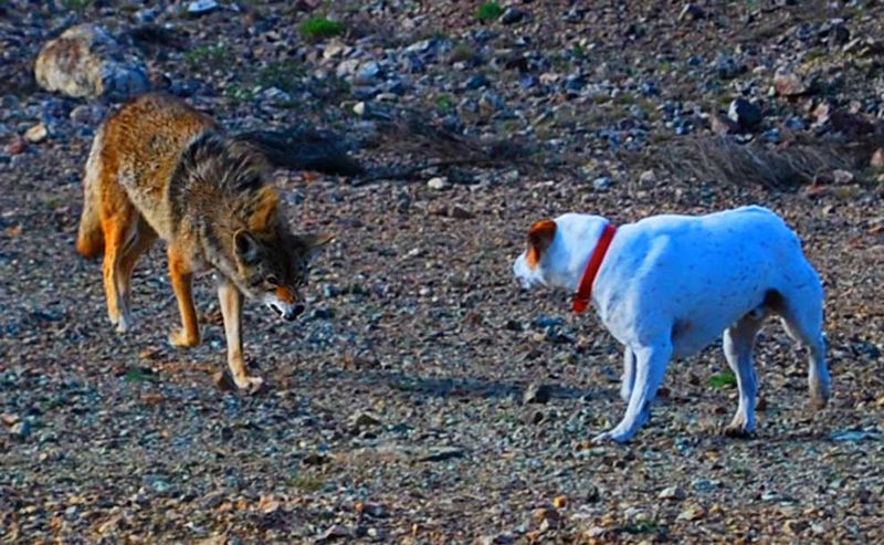 Protect Pets With Supervision