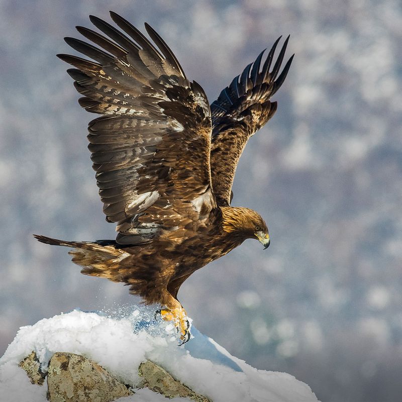 Golden Eagles