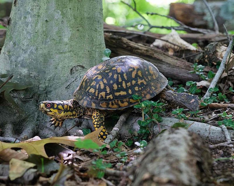 Eastern Box Turtles In Garden Corners