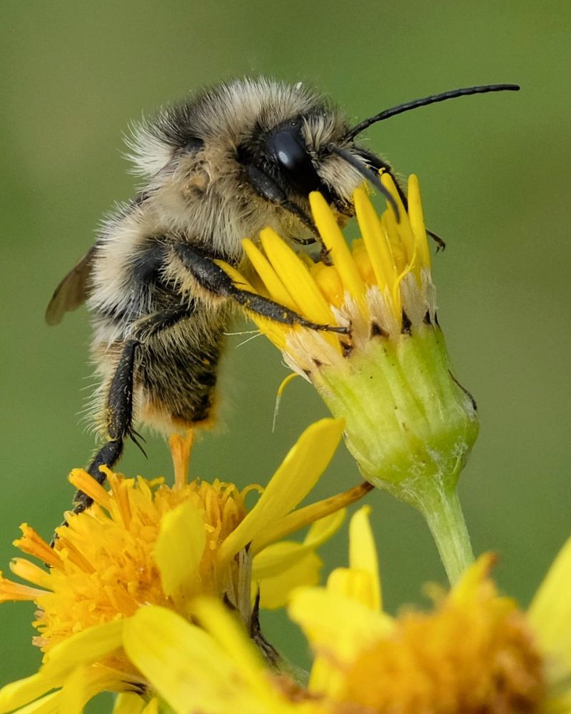 Bumblebees: Essential Pollinators With Legal Protection