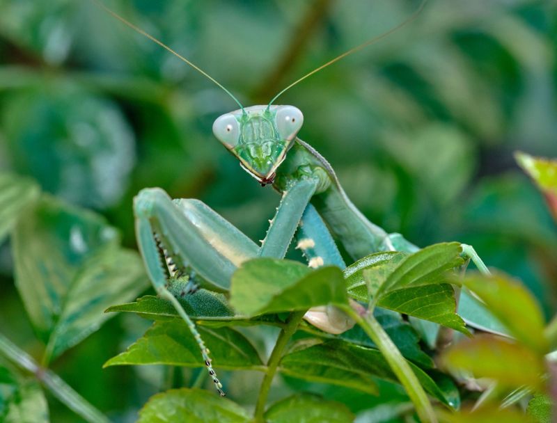 Praying Mantises Among Vegetables And Shrubs
