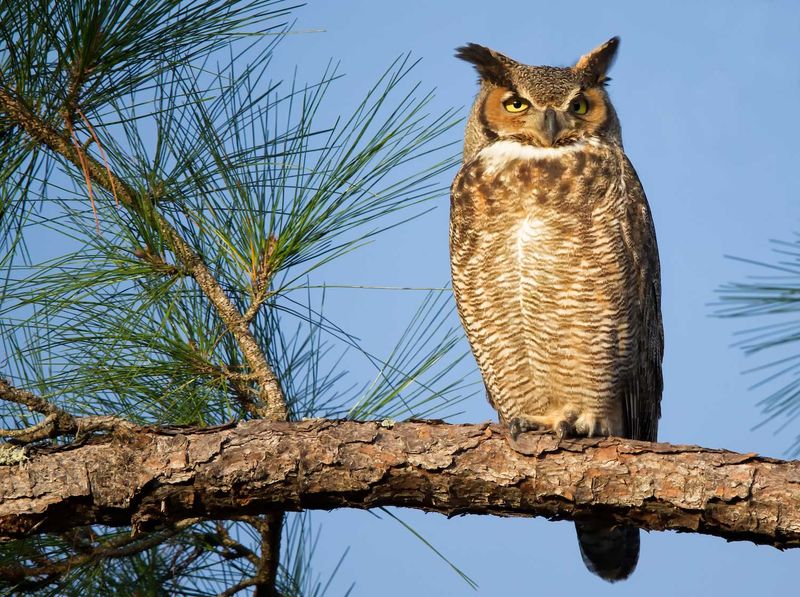 Great Horned Owls Hunting Garden Pests