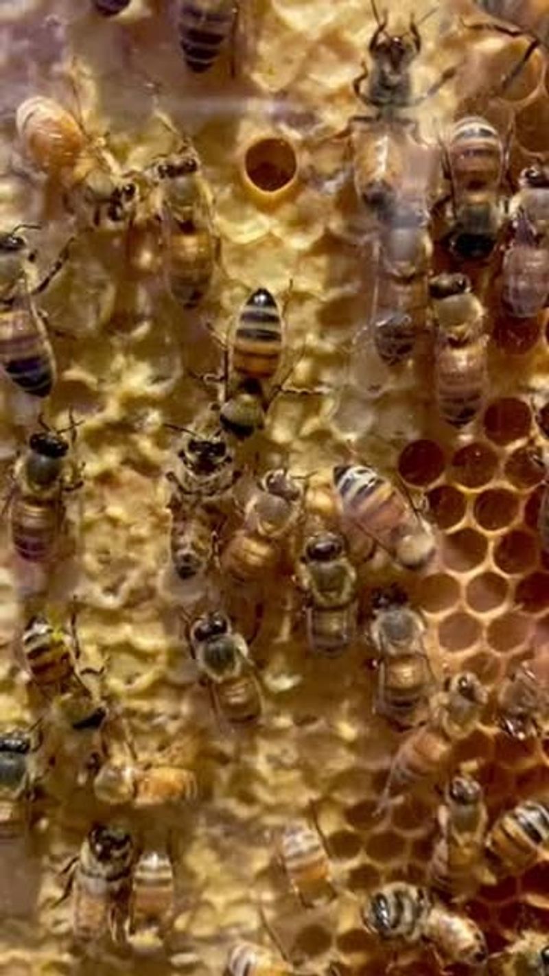 Honeybees