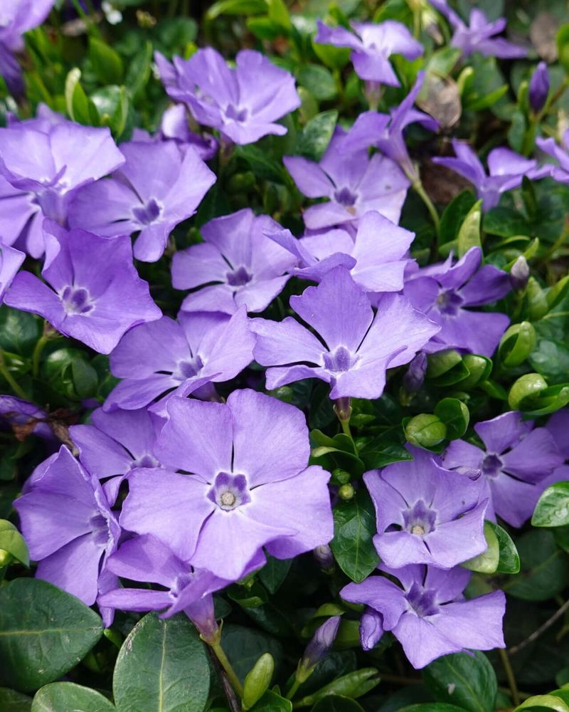 Periwinkle