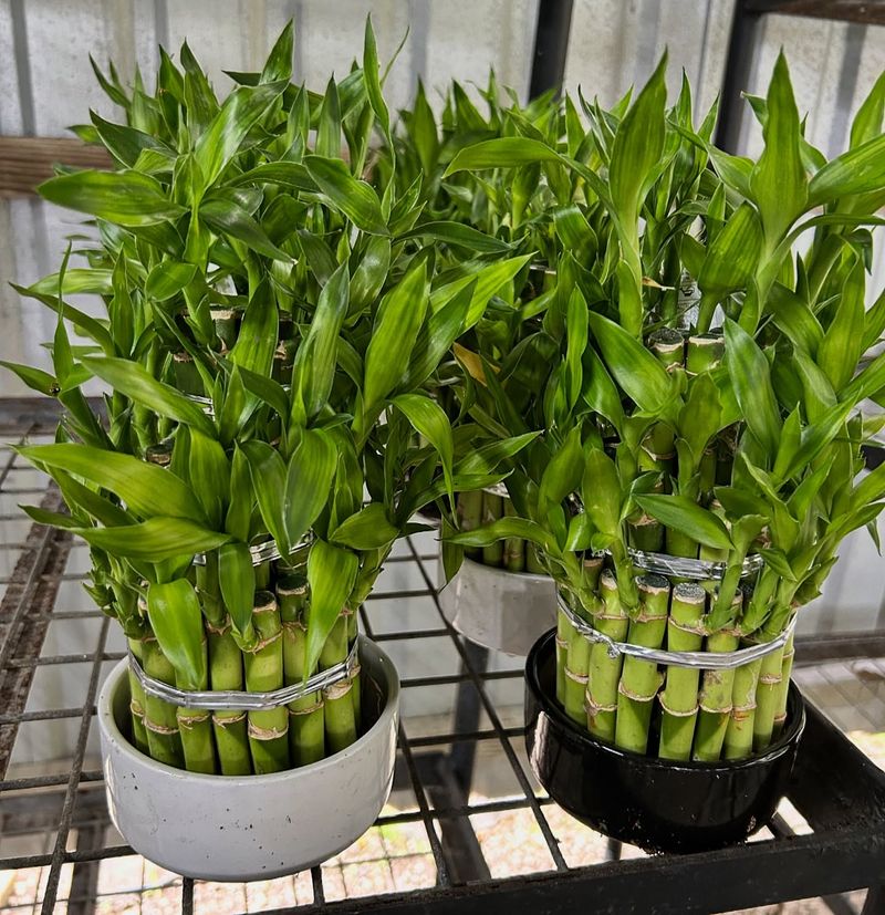 Lucky Bamboo