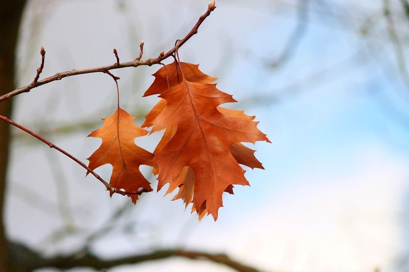 Enhance Fall Color Through Environmental Management