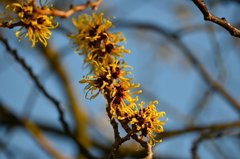 Witch Hazel