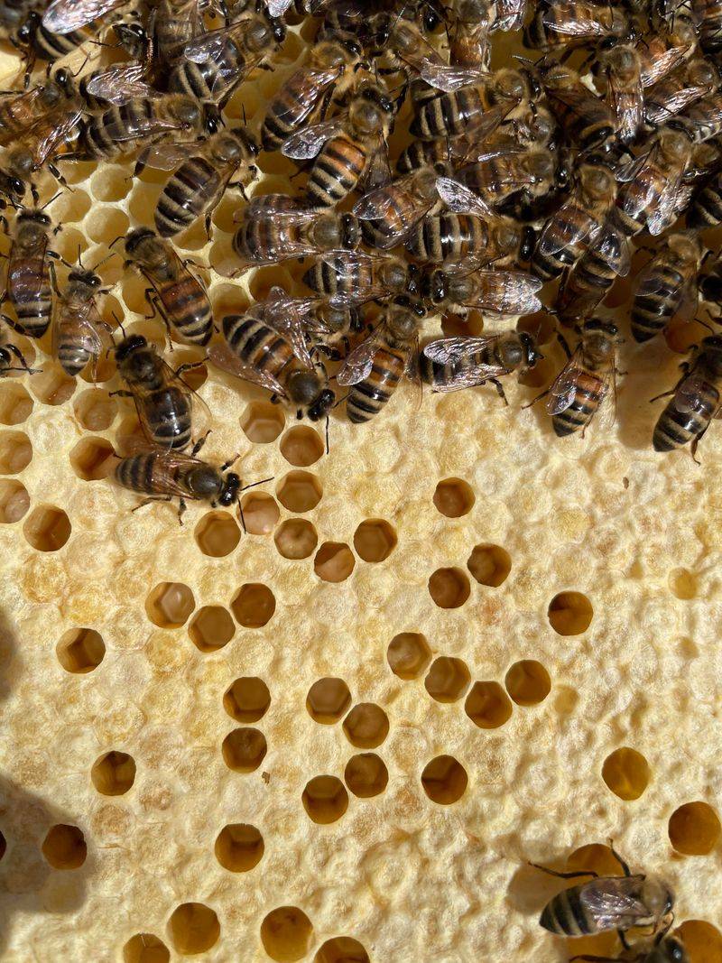 Disease Spread