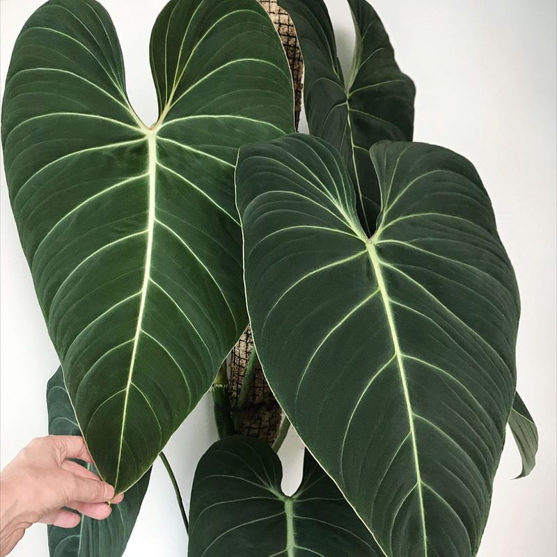 Philodendron Gloriosum x Melanochrysum