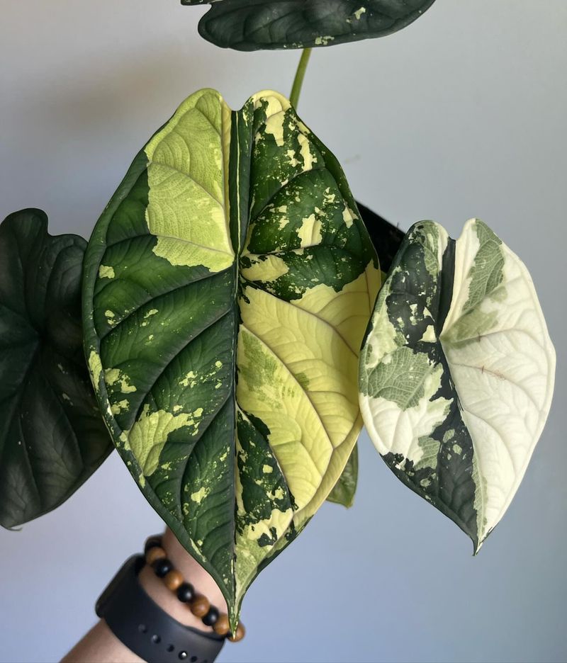 Variegated Alocasia Dragon Scale