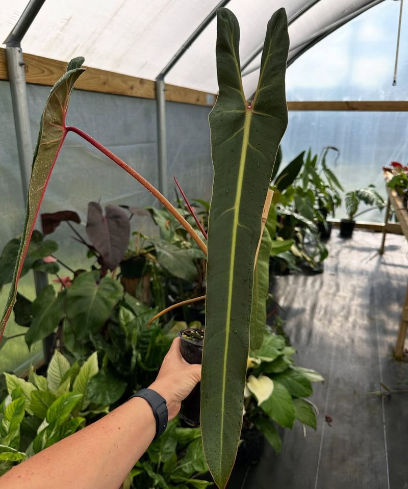 Philodendron Spiritus Sancti