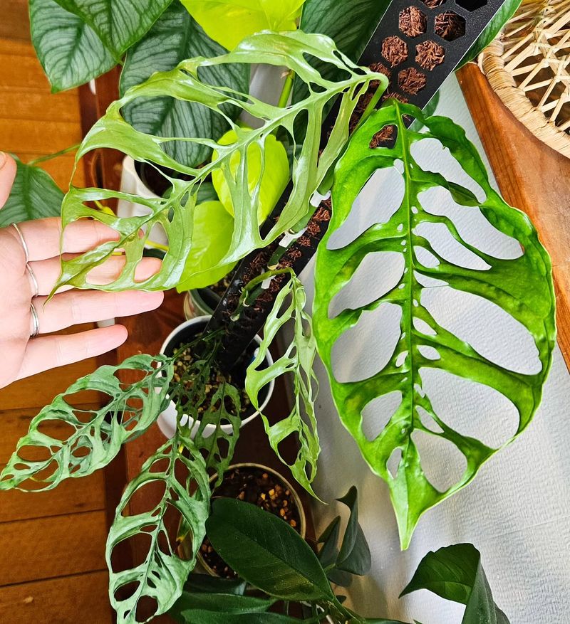 Variegated Philodendron Minima: The Mini Marvel Worth Major Money