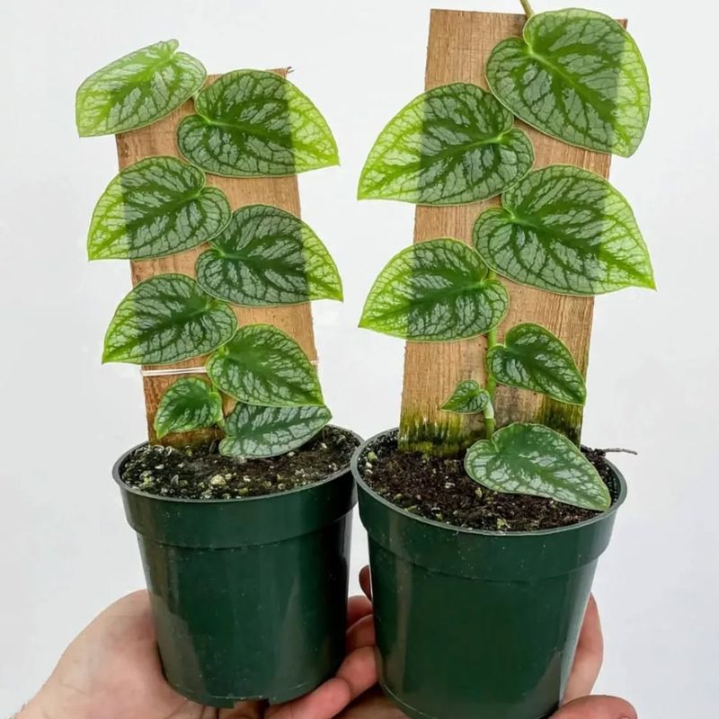 Monstera Dubia
