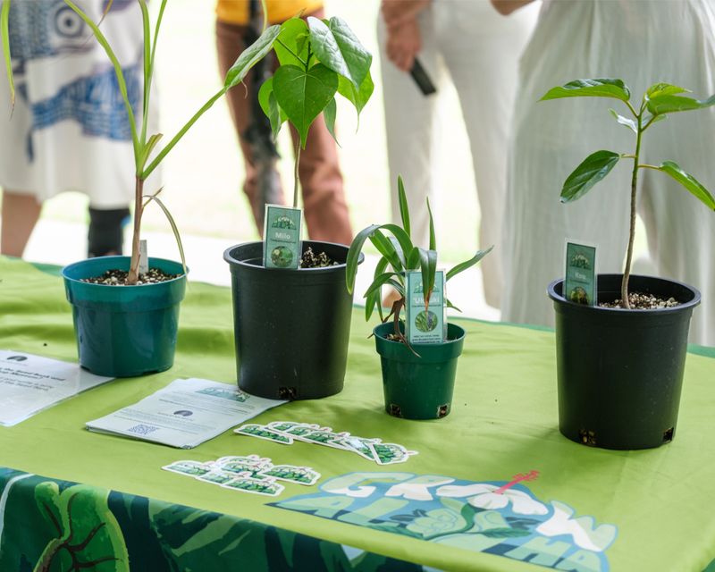Seed Saving: Preserving Biodiversity Through Generations