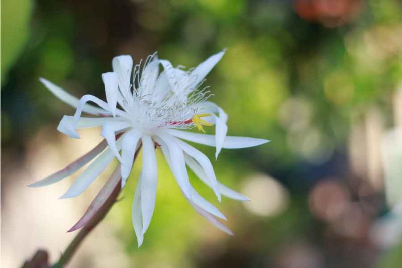 Night-Blooming Jasmine: Southern Midnight Perfumer