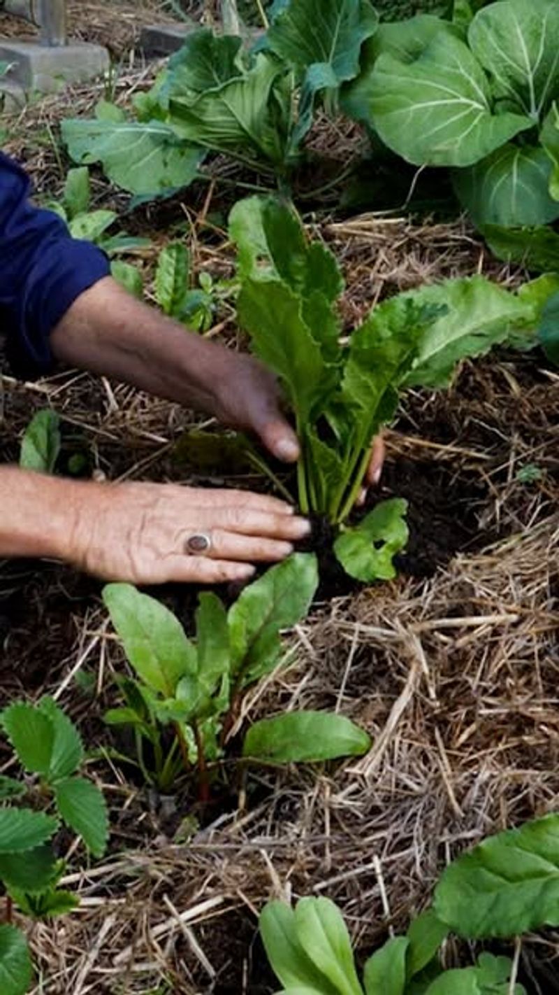 Biochar Soil Enhancement