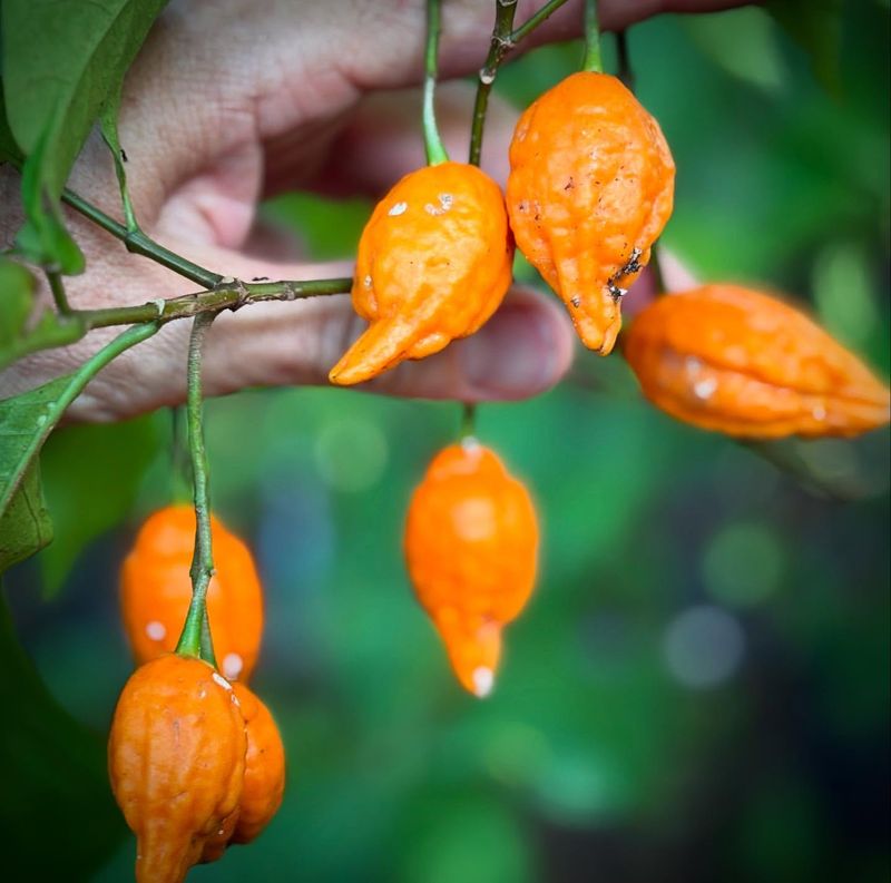 Iboga Plant